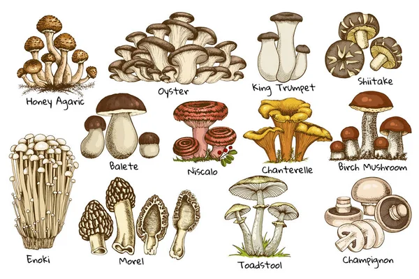 Uppsättning Ätbara Svampar Ostron Kantarell Honung Agaric Enoki Morel Grafisk — Stockfoto