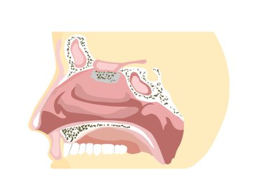 Nose Diagram clipart
