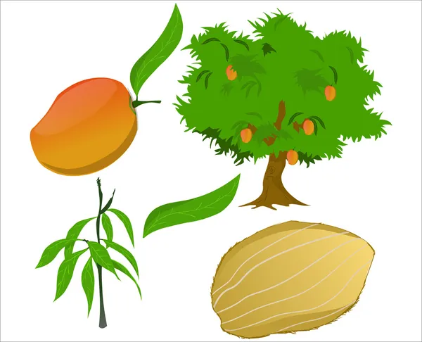 Mangovník — Stockový vektor