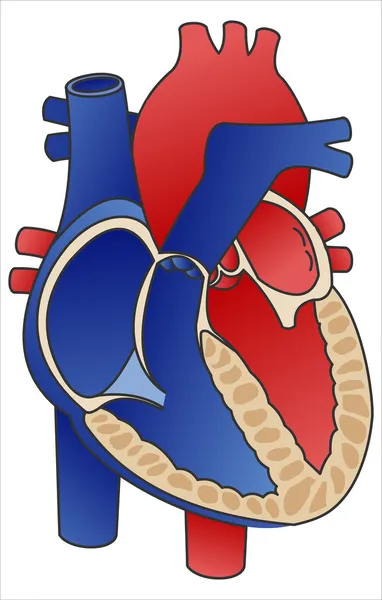 Diyagram kalp — Stok Vektör