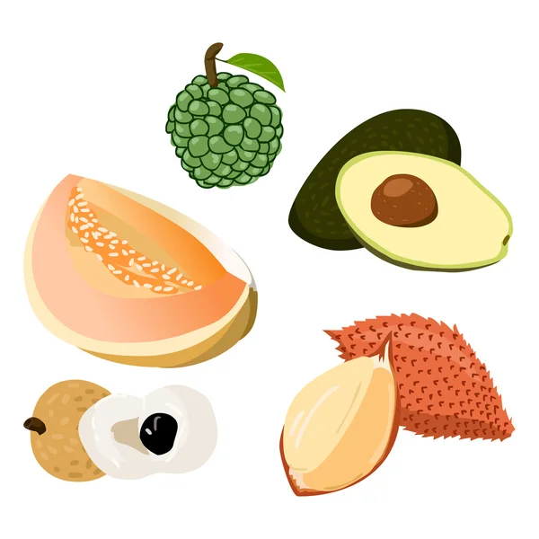 Abacate, Longan, Salacca, Rollina, Cantaloupe — Vetor de Stock