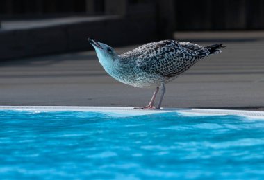 Bir martı havuzun kenarında durur ve su içer..
