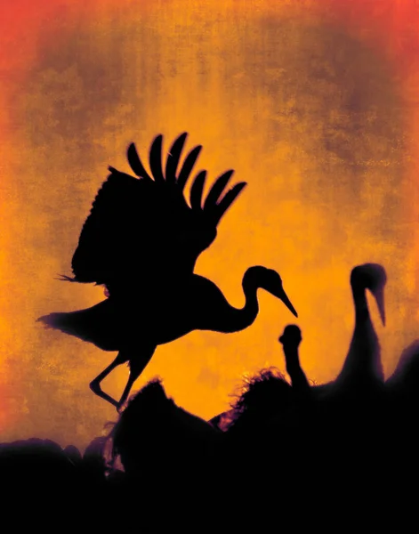 İsveç 'teki Hornborga Gölü' nde turnalar..