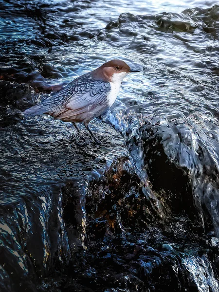 Kuş kuşları suyla çevrili bir kayanın üzerinde duruyor..