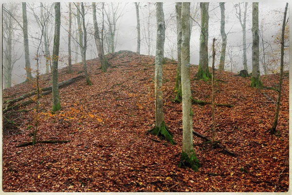 Sonbaharda yaprak döken ormandaki tepe sisli bir gün.