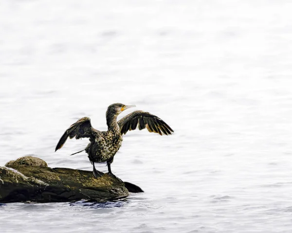 Karabatak denizde bir kayanın üzerinde duruyor ve kanatlarını kurutuyor..