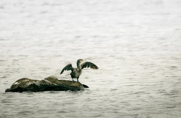 Karabatak denizde bir kayanın üzerinde duruyor ve kanatlarını kurutuyor..