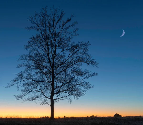 Renkli gökyüzüne ve gökyüzünde yeni aya karşı yaprakları olmayan ağaçlar..