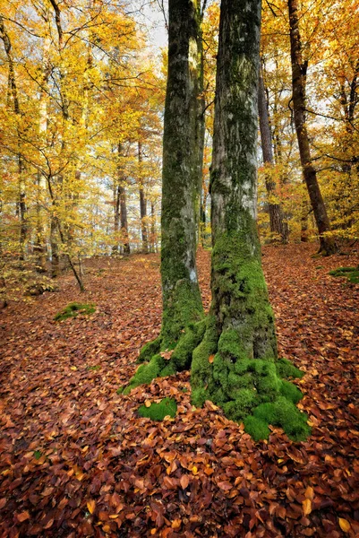 Güzel sonbahar renkleriyle çevrili iki ağaç gövdesi..