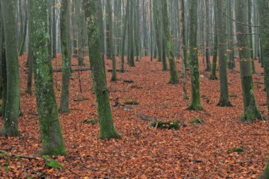 Birçok kabile güzel bir düzen içinde ayakta duruyor..