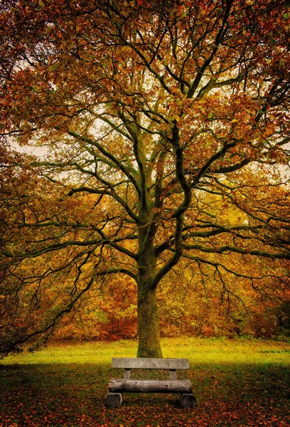Sonbaharda yaprak döken büyük bir ağaç ve önünde bir bank var..