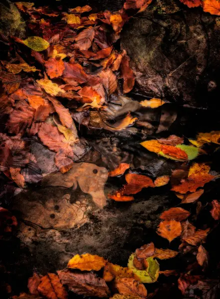 Birçok kırmızı sonbahar yaprağının resimli görüntüsü.