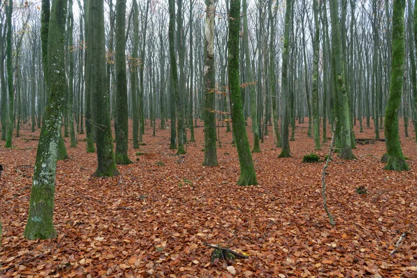 Birçok kabile güzel bir düzen içinde ayakta duruyor..
