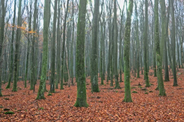 Birçok kabile güzel bir düzen içinde ayakta duruyor..
