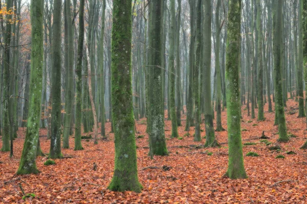Birçok kabile güzel bir düzen içinde ayakta duruyor..