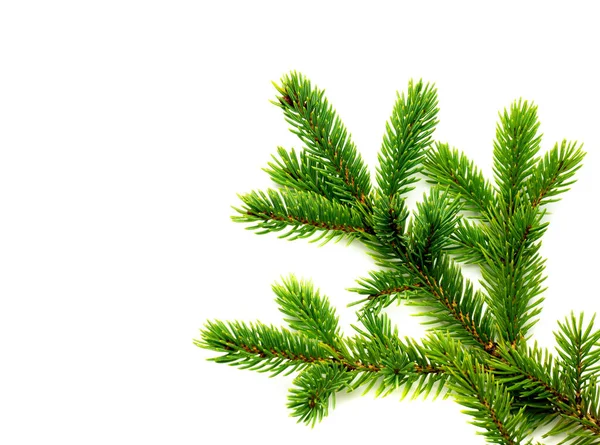 Fir Branch Isolated White Background Royalty Free Stock Images