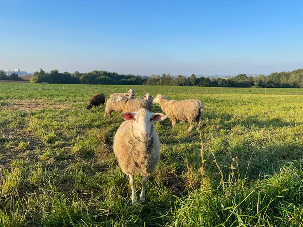 Kudde Schapen Een Weiland — Stockfoto