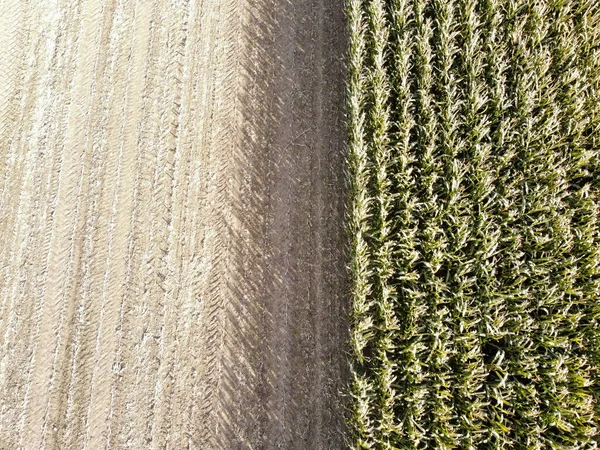 收获和未收获的玉米地背景 — 图库照片