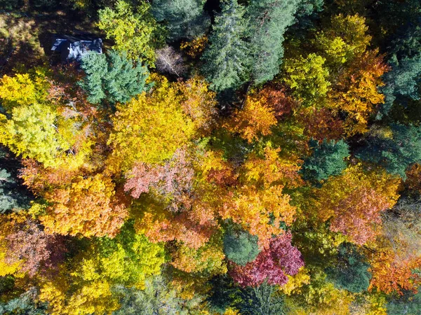 Floresta Caduca Outono Cima — Fotografia de Stock
