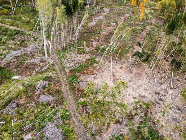 Повреждения Шторма Лесу — стоковое фото