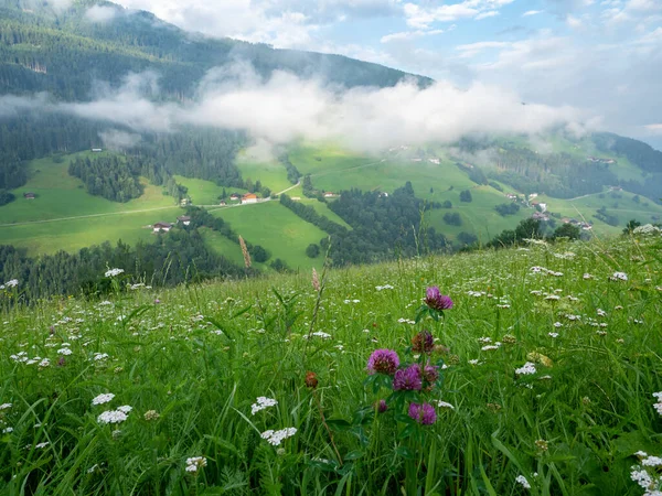 Meadow Herbs Alps — Stock Photo, Image