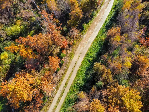 Estrada Através Uma Floresta Decídua Outono — Fotografia de Stock