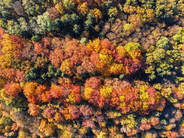 Vista Aérea Uma Floresta Outono — Fotografia de Stock