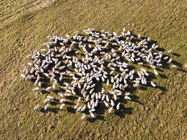 空から羊の群れ — ストック写真