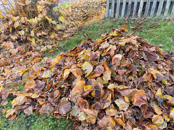 정원에 잎사귀 — 스톡 사진