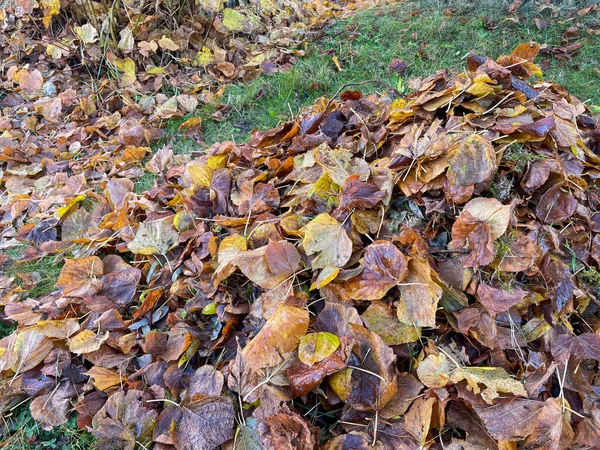 Högen Med Löv Hösten Trädgård — Stockfoto