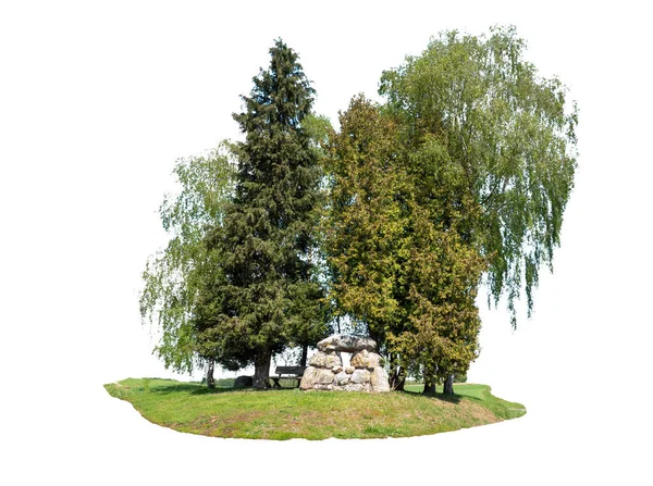 Grove Trees Isolated White Background — Stock Photo, Image