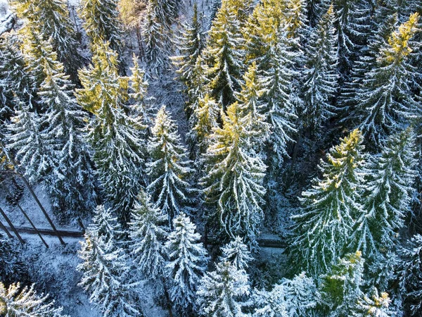 Aerial View Fir Trees Winter — ストック写真