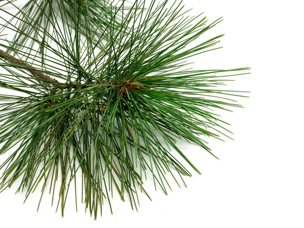 Branch Pine Isolated — Stockfoto
