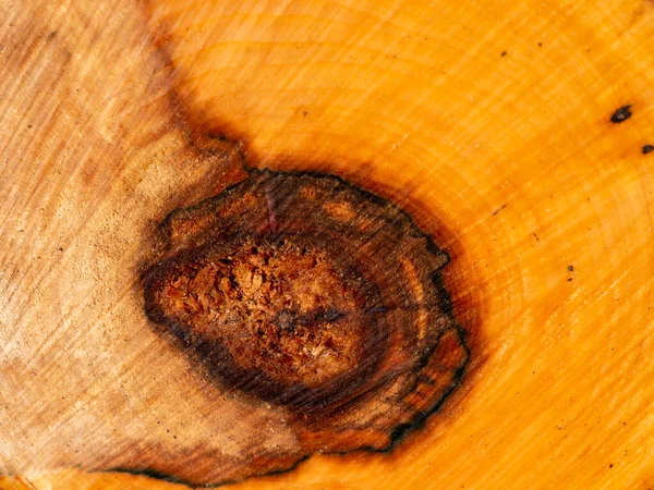 Querschnitt Durch Einen Hohlen Kranken Baumstamm — Stockfoto