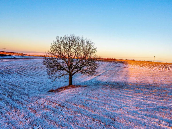 Sunrise Winter Tree — Stock Photo, Image