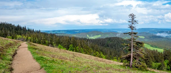 Vandring Övre Schwarzwald Feldberg — Stockfoto