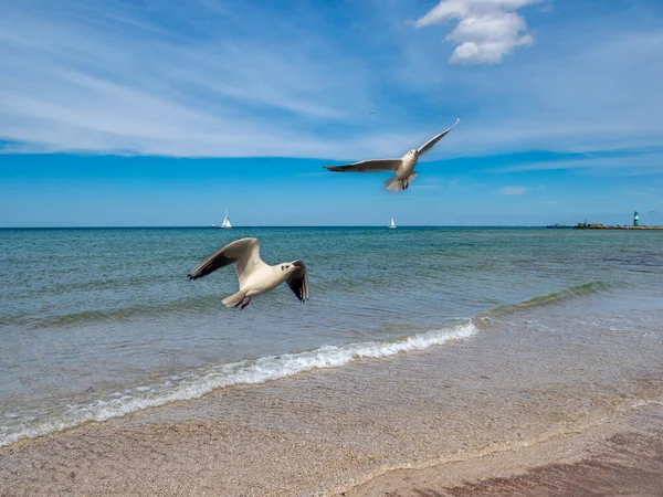 Beach Warnemuende Baltic Sea Seagulls — Stock Photo, Image