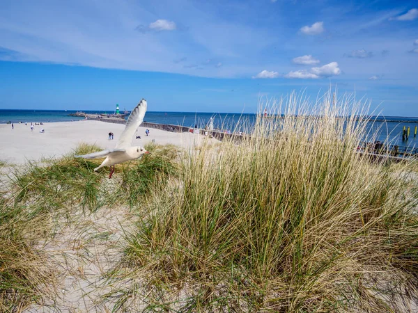 Дюна Чайкою Пляжі Варнемуенде Балтійському Морі — стокове фото