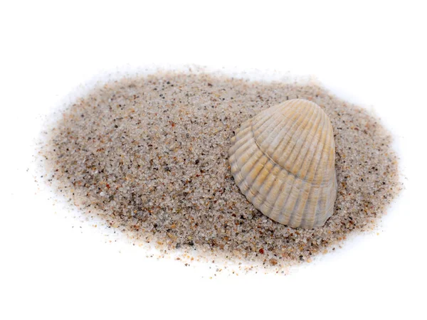 Shell Άμμο Από Την Παραλία Απομονωμένη — Φωτογραφία Αρχείου