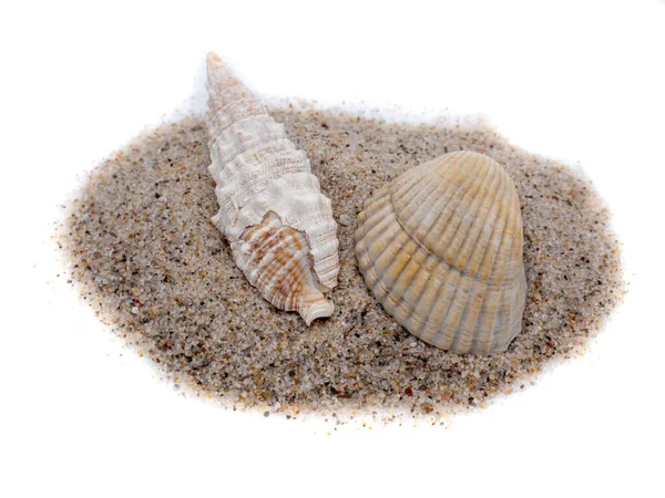 Seashell Και Άμμος Που Απομονώνονται Λευκό Φόντο — Φωτογραφία Αρχείου
