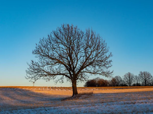 Bare Tree Winter Landscape Sunset — Stock Photo, Image