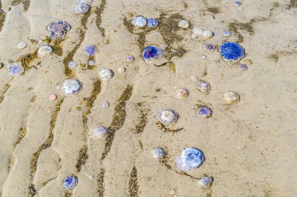 Medusas Azuis Praia Mar Norte — Fotografia de Stock