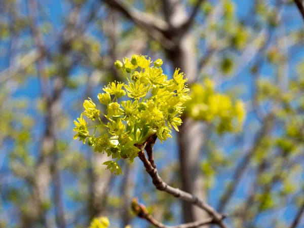 Groene Boom Bloemen Het Voorjaar — Stockfoto