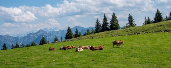 Panorama Vacas Lecheras Primavera Pasto Alpino — Foto de Stock