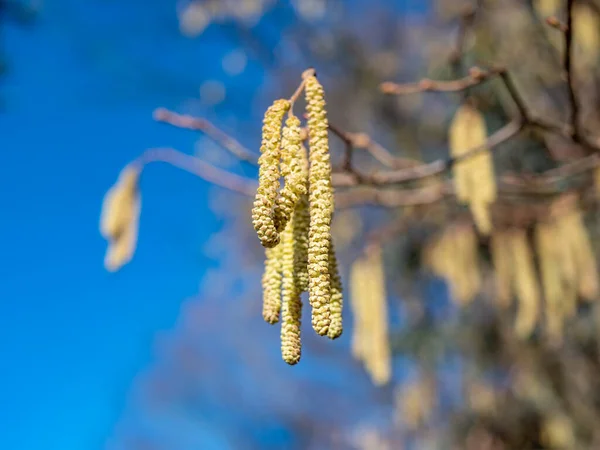 Hazelnut Blossom Allergy Due Pollen — Stock Photo, Image