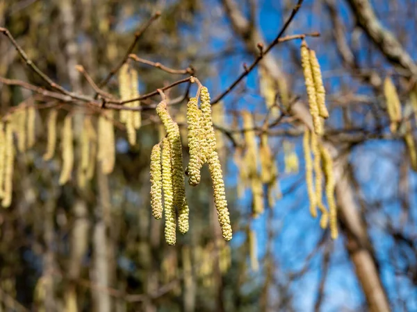 Hazelnootstruik Bloeit Het Voorjaar — Stockfoto