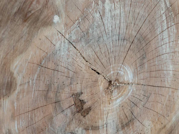 Árvore Velha Anéis Textura Fundo — Fotografia de Stock
