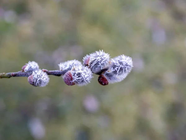 Pussy Willow Ice Crystals Frost Spring — Fotografia de Stock