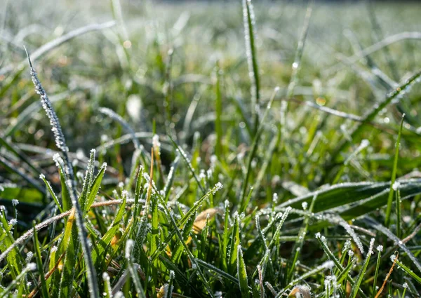 Panorama Gras Einer Wiese Mit Frost — Stockfoto