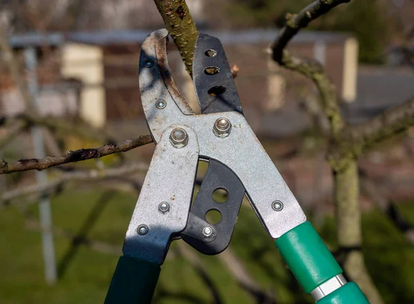 Řezání Stromu Nůžkami Prořezávání Zahradě — Stock fotografie